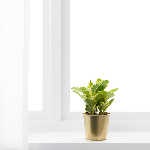 DAIDAI, plant pot 6 of 9 open dialog