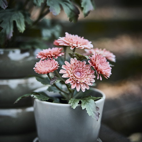 FEJKA, artificial potted plant. 2 of 3 open dialog