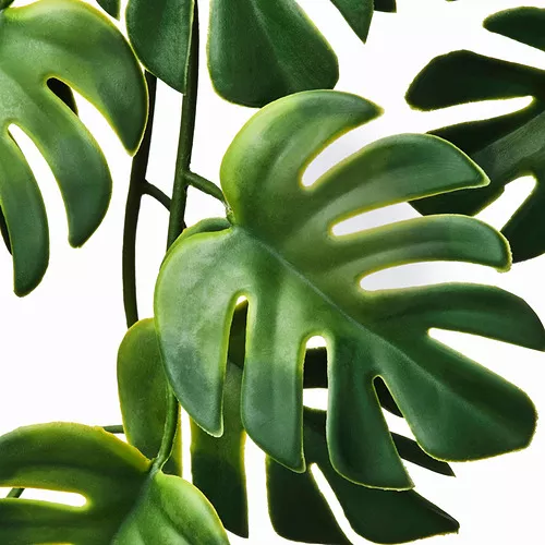 philodendron xanadu care Philodendron Xanadu Winterbourn main image 0