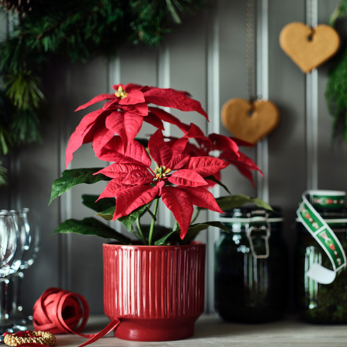 Flor de Pascua roja VINTERFINT en maceta de cerámica con vasos de cristal y corazones de madera, creando un ambiente acogedor de vacaciones.