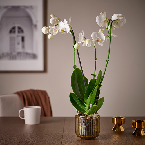 GRADVIS, plant pot. 3 of 4 open dialog