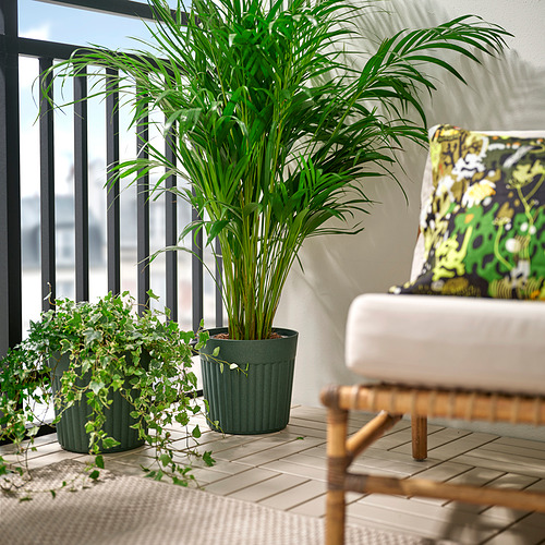 FRÄKENVÄXT, macetero. 2 de 5 open dialog