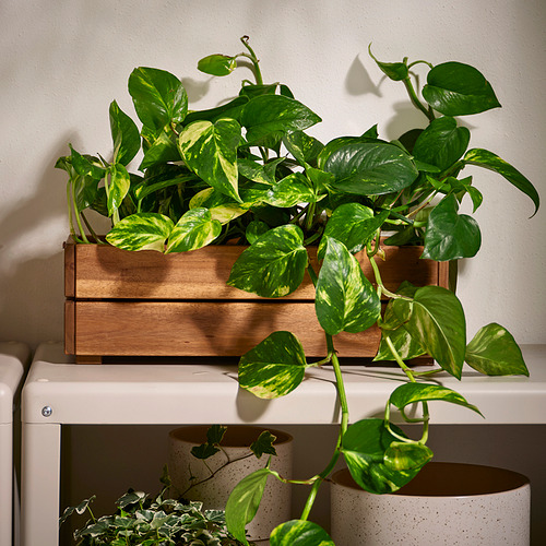 STJÄRNANIS, jardinera. 5 de 5 open dialog