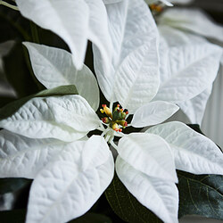 VINTERFINT artificial potted plant