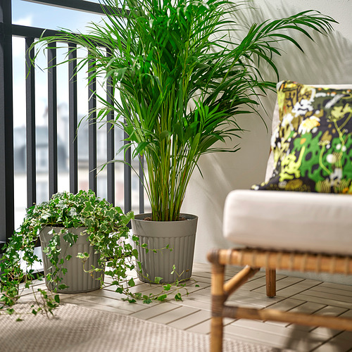 FRÄKENVÄXT, macetero. 3 de 4 open dialog