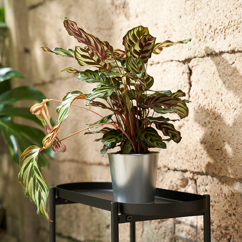 ÅKERBÄR, plant pot 3 of 7 open dialog