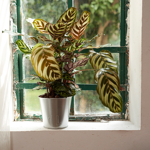 ÅKERBÄR, plant pot 2 of 7 open dialog