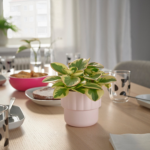 HÄNGSÄLG, macetero. 3 de 5 open dialog