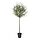 Current variation: indoor/outdoor/Olive tree green