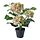 Selecciona variación de color: interior/exterior/hortensia blanco, Ø12 cm