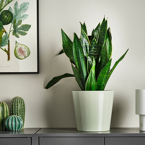 BROKSPIREA, macetero. 2 de 4 open dialog