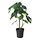 Current variation: Alocasia