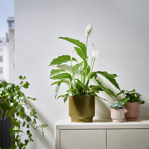 HONUNGSPALM, plant pot 2 of 5 open dialog
