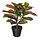 Selecciona variación de color: Croton