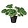 Select colour variation: Pilea