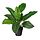 Select colour variation: Calathea