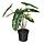 Current variation: indoor/outdoor, Philodendron green/white, Ø6 "