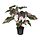Select colour variation: indoor/outdoor, Philodendron green/pink, Ø6 "