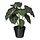 Selecciona variación de color: Alocasia