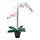 Select colour variation: Orchid white, Ø12 cm