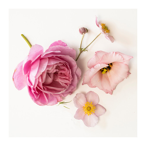 Flores rosadas de varias formas sobre fondo blanco, pétalos delicados y centros amarillos.