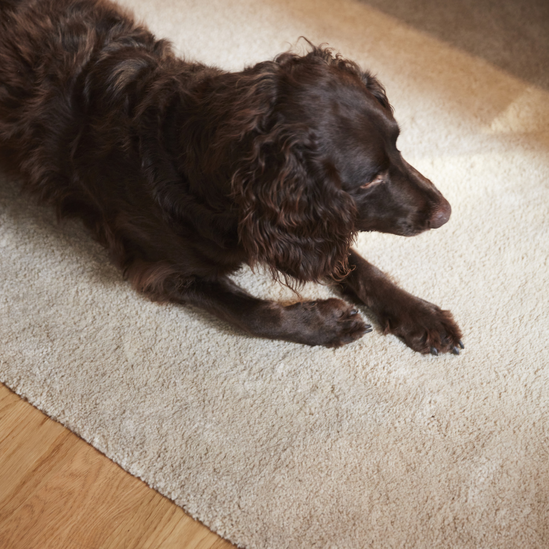 STOENSE, alfombra, pelo corto. 4 de 7 open dialog