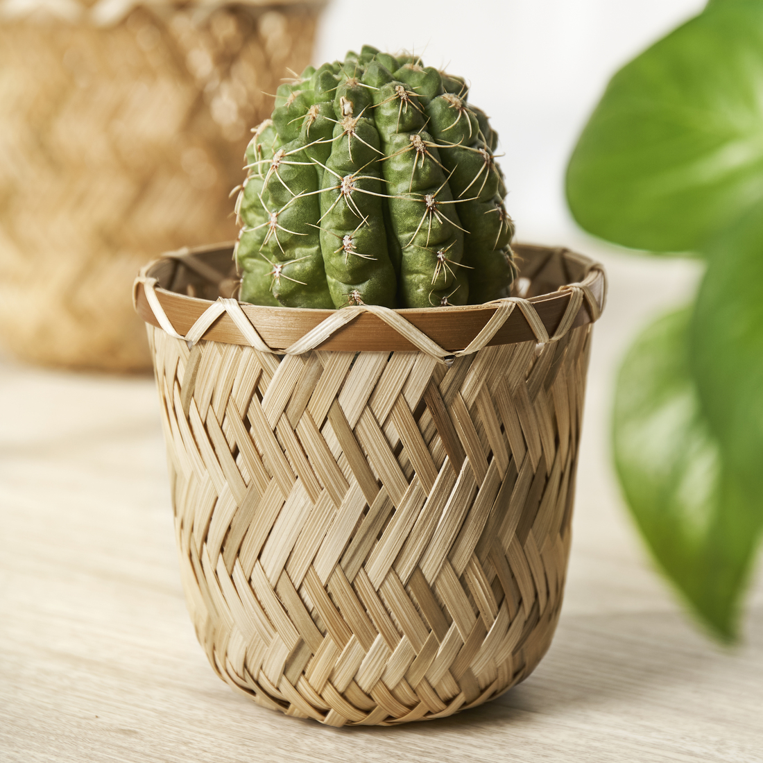 KLYNNON, plant pot. 2 of 8 open dialog