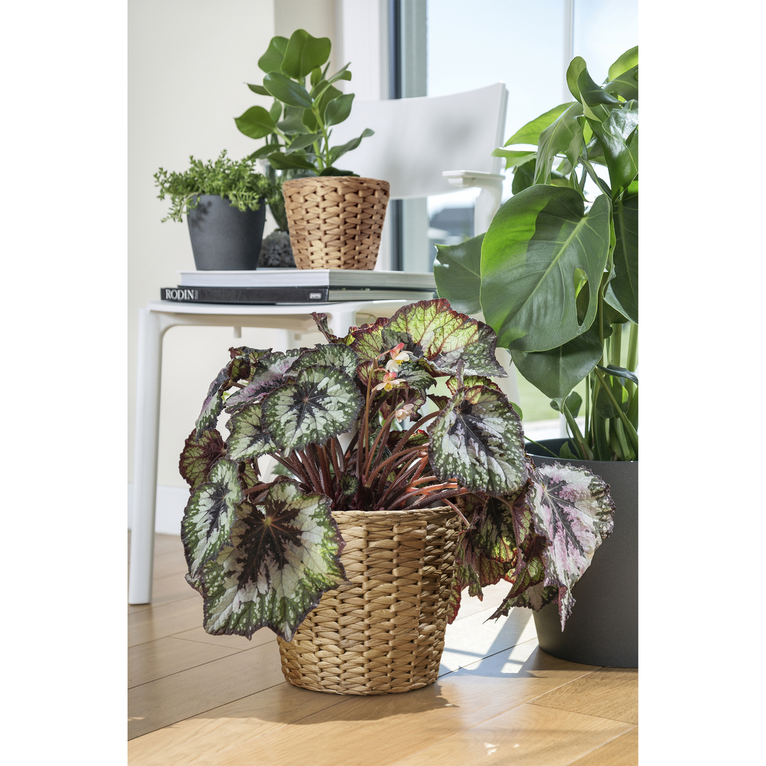 FRIDFULL, macetero. 2 de 3 open dialog