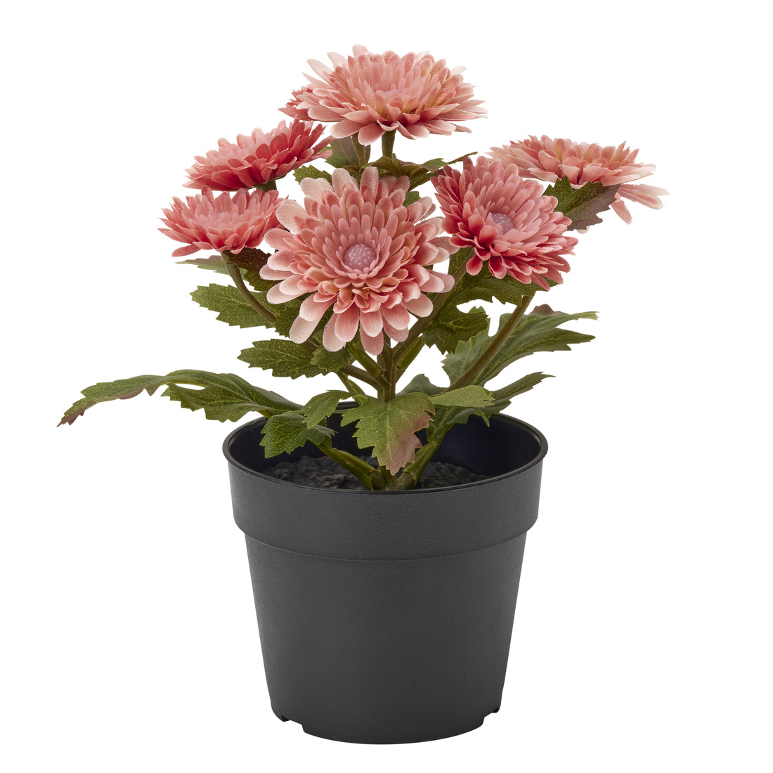 Selecciona variación de color: Crisantemo rosa