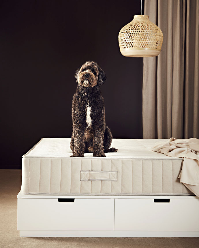 Perro tipo Labradoodle o Caniche sentado en el centro de un colchón beige sobre una estructura de cama blanca con cajones, con fondo oscuro.