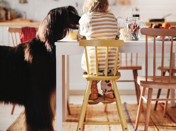 A four-year old sits at the table on an AGAM junior chair. To his left a large Afghan dog looks over the table.