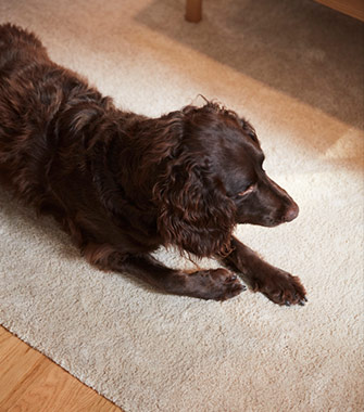 Dark brown dog resting on a beige short-pile rug over a wooden floor.