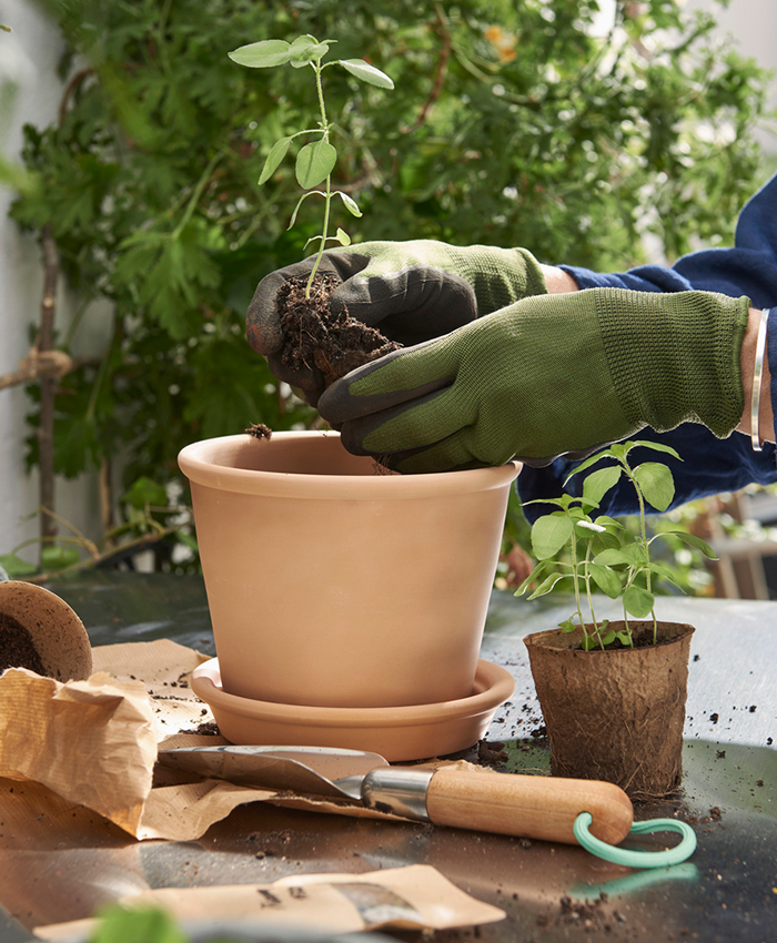 Unas manos colocando una planta en una maceta