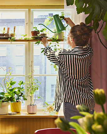 A person carefully watering various potted plants on a bright windowsill, creating a lively and fresh green corner in the room.