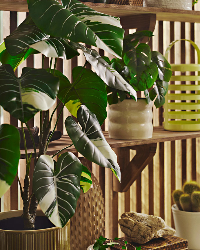 Green potted plants on wooden shelves, featuring leaves with white highlights that bring freshness and life to the interior decor.