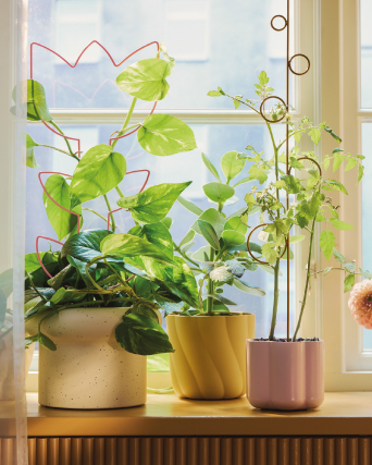 Plant pots receiving sunlight in a bright window