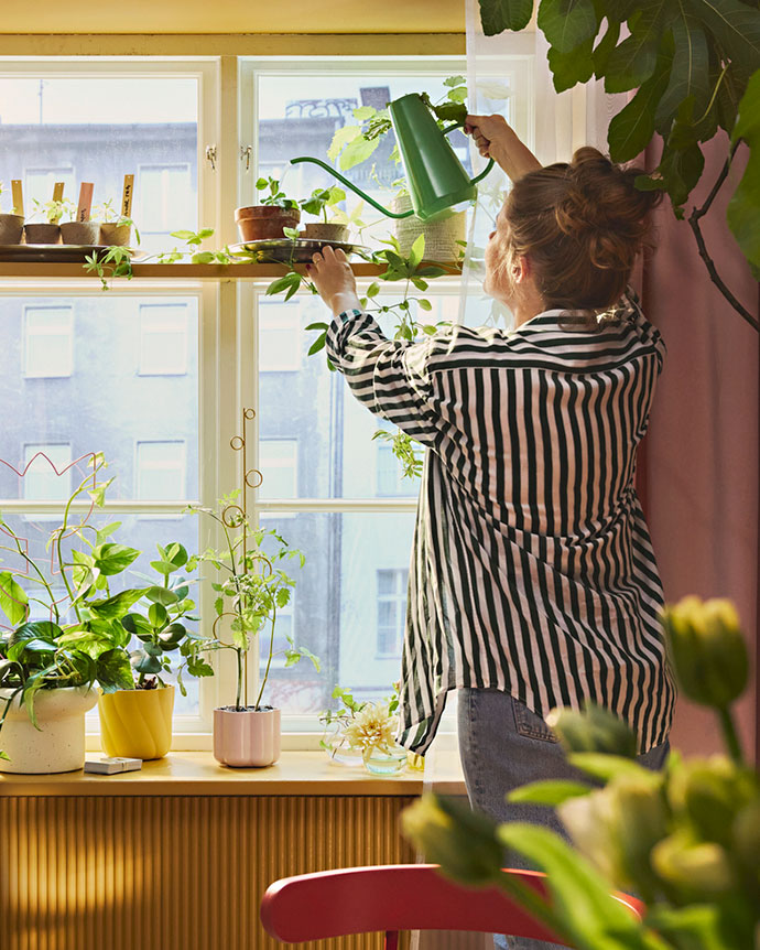 Una persona con camisa a rayas riega plantas en el alféizar de una ventana soleada usando una regadera verde de boquilla larga y fina.