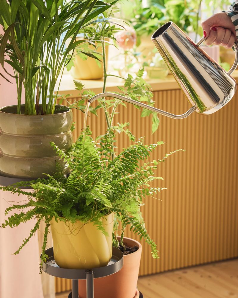 Persona regando plantas de interior junto a una ventana luminosa, creando un rincón natural y acogedor en casa.